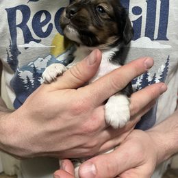 AKC Shaded Red Piebald 2 - Red female Dachshund puppy in Gainesville, Florida from Mini Dots Mini Dachshunds