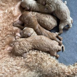 Goldendoodle puppies from MJ's Designer Doodles