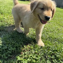 Golden Retriever Puppies from O’Shields Golden Paws