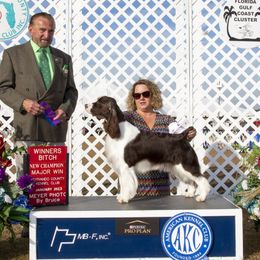 Bella - English Springer Spaniel