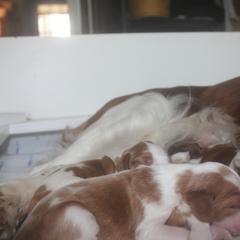 Welsh Springer Spaniel Puppies from Braith Welsh Springer Spaniels