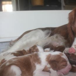 Welsh Springer Spaniel Puppies from Braith Welsh Springer Spaniels