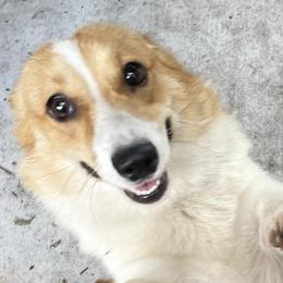 Pembroke Welsh Corgis from C3 Kennels - Corgi