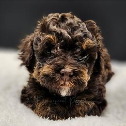 Brown Phantom Boy, Khufu now Hershey - Brown male Poodle puppy in Coolidge, Arizona from Effervescent-Pooches