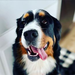 Bernedoodles and Bernese Mountain Dogs from Coldwater Canyon Doodles