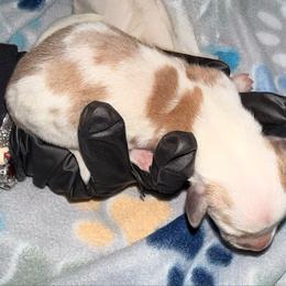 Kasey - Piebald female Dachshund puppy in Moreno Valley, California from Purpleheart_doxiess