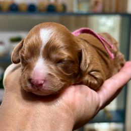 Pink Collar Female - Red female Cavapoo puppy in Palm Beach County, Florida from Benji’s Cockapoos