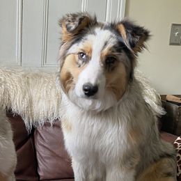 Australian Shepherds from Open Ridge Farms
