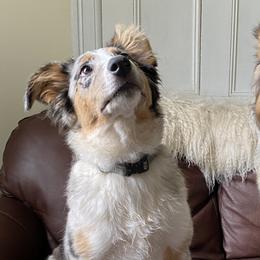 Australian Shepherds from Open Ridge Farms