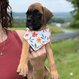 Kickin Roosters Poppy (Orange Collar) - Fawn female Boxer puppy in Alpine, New York from Kickin Rooster AKC Boxers