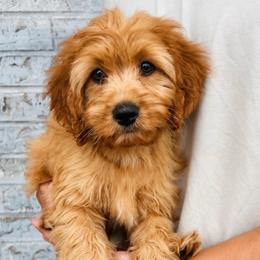Smokey - Apricot male Cavapoo puppy in Flower Mound, Texas from Safari Doodles