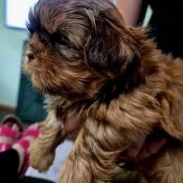 Hickory - Red male Shih Tzu puppy in Green Valley Lake, California from All American Shih Tzu Puppies
