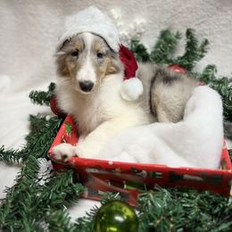 Collie and Yorkshire Terrier Puppies from Jolly Collies & Kingdom Elite Yorkshire Terriers