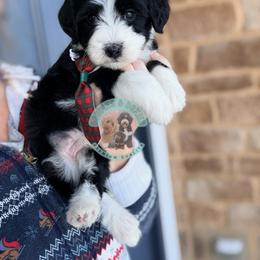 Eggnog - Black and white male Sheepadoodle puppy in Marion, Ohio from Doodles & Doxies