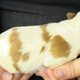 Daisy girl 2 - Orange and white female Brittany puppy in Floyd Knobs, Indiana from Cross Creek Brittanys