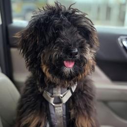 Brew - Phantom male Bernedoodle puppy in Buffalo, Illinois from Pear Tree Pups