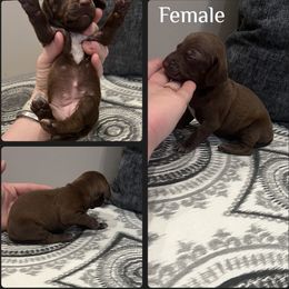 Dachshund Puppies from S7 Dachsunds