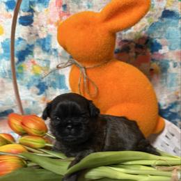 Daisy (Purple collar) - Black and tan female Shih Tzu puppy in Sherman, Texas from Shannon’s Sugar Sweet Shih Tzu’s