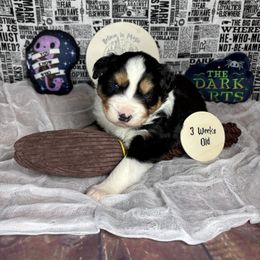 Hedwig - Black tri-color male Australian Shepherd puppy in Fredericksburg, Virginia from Cooper Ridge Aussies