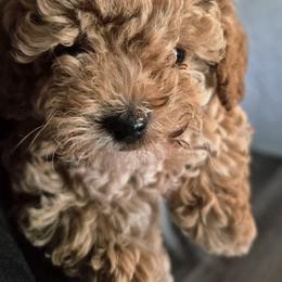 Blaze - Apricot male Poodle puppy in Chandler, Arizona from Fabi toy Poodle