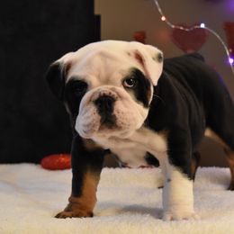 English Bulldog Puppies from Raise The Woof Bulldogs