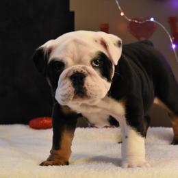 English Bulldog Puppies from Raise The Woof Bulldogs