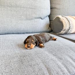 Twix - Black and tan female Dachshund puppy in Salters, South Carolina from Long-Pine Dachshund