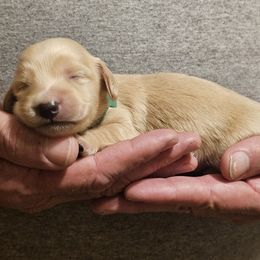 Green collar male - Cream male Dachshund puppy in Trade, Tennessee from TN Miniature Dachshunds & Basset Hounds