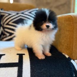 Panda - Black parti male Pomeranian puppy in San Antonio, Texas from San Antonio Pomeranian