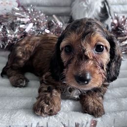 Comet - Red male Dachshund puppy in Ocala, Florida from Weenie Boops