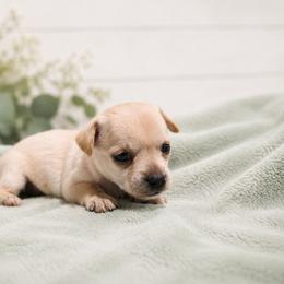 Chihuahua Puppies from Music City Chi’s