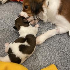 Nederlandse Kooikerhondje Puppies from Blazing Kooikerhondjes