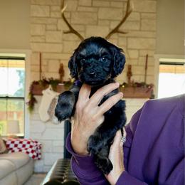 Beatrice - Black female Bernedoodle puppy in Yuba City, California from Ranch House Doodles