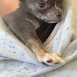 Chihuahua and Companion Cross Puppies from Lee’s Applehead Chihuahuas