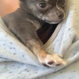 Chihuahua and Companion Cross Puppies from Lee’s Applehead Chihuahuas