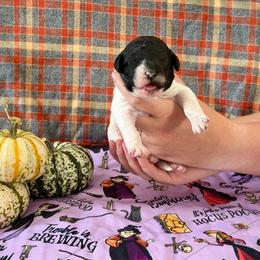 Sally - Parti female Poodle puppy in Jacksonville, Florida from Creek Side Kennels