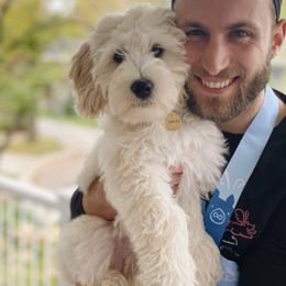 Goldendoodles from Joyful Goldendoodles LLC