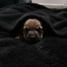 Boerboel puppies from Standing Stone Boerboels