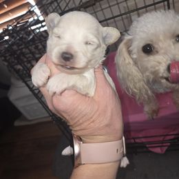 Maltipoo and Poodle Puppies from Cowgirl's Legacy