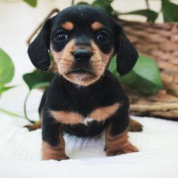 Sage - Black and tan female Dachshund puppy in Allons, Tennessee from Amber's Flock Homestead