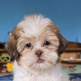 Puppy 1 - Red and white female Shih Tzu puppy in Stroudsburg, Pennsylvania from Puppyville Pa Shih Tzu & frenchies