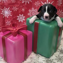 Mastiff and Rat Terrier Puppies from POEM's Haven