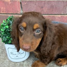Cally - Chocolate female Dachshund puppy in Keota, Oklahoma from Skyview Doxie Ranch