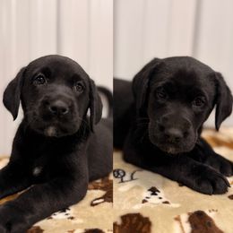Girl 1 (Black) - Black female Labrador Retriever puppy in Randolph, Ohio from The Lab Clan