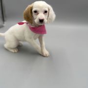 Allie - Orange belton female English Setter puppy in Lake Tomahawk, Ohio from StoneyBrook Setters