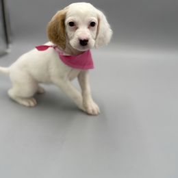 Allie - Orange belton female English Setter puppy in Lake Tomahawk, Ohio from StoneyBrook Setters