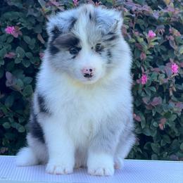 Sterlin - Blue merle male Border Collie puppy in Dunn, North Carolina from Coylety Border Collies