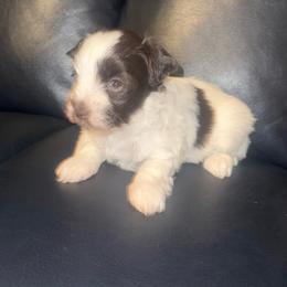 Bo Peep - Parti female Miniature Schnauzer puppy in Salisbury, North Carolina from Truffle Tail Schnauzers