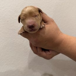 Boy 4 - Golden male Golden Retriever puppy in Victorville, California from Martinez Goldens