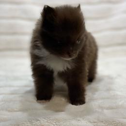 Truffle - Chocolate female Pomeranian puppy in Stuart, Virginia from Lil Aussie Posse